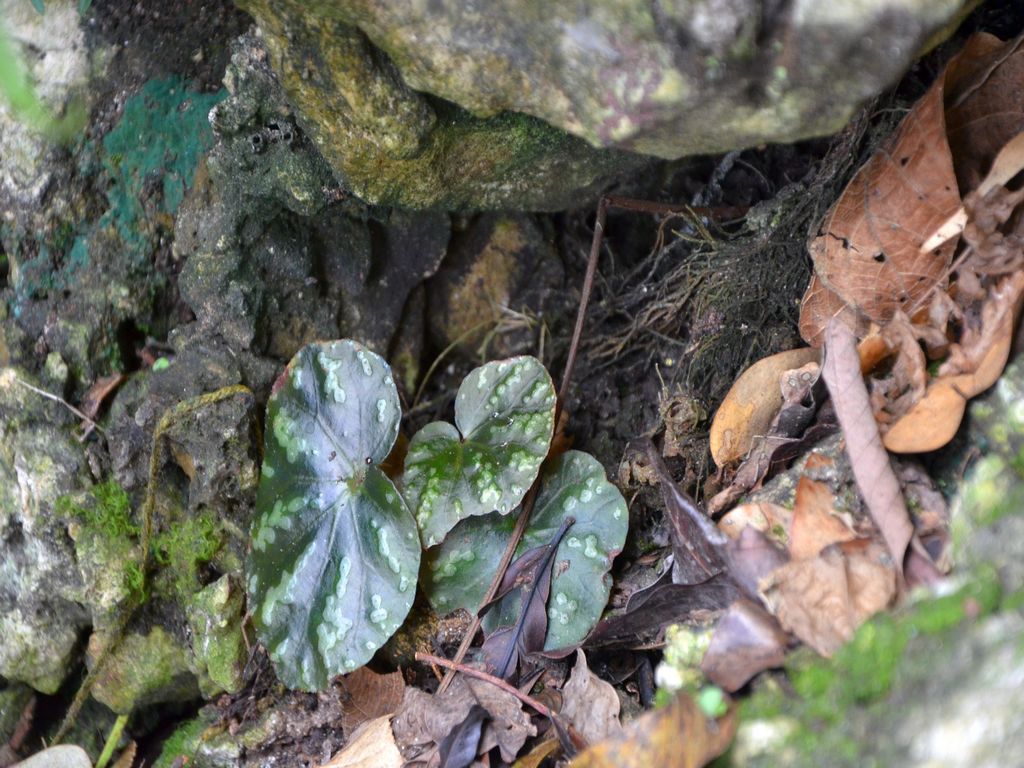 B. phoeniogramma